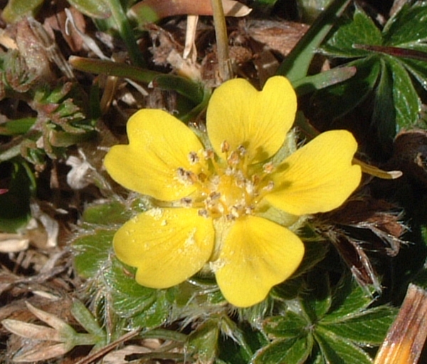 potentilla?